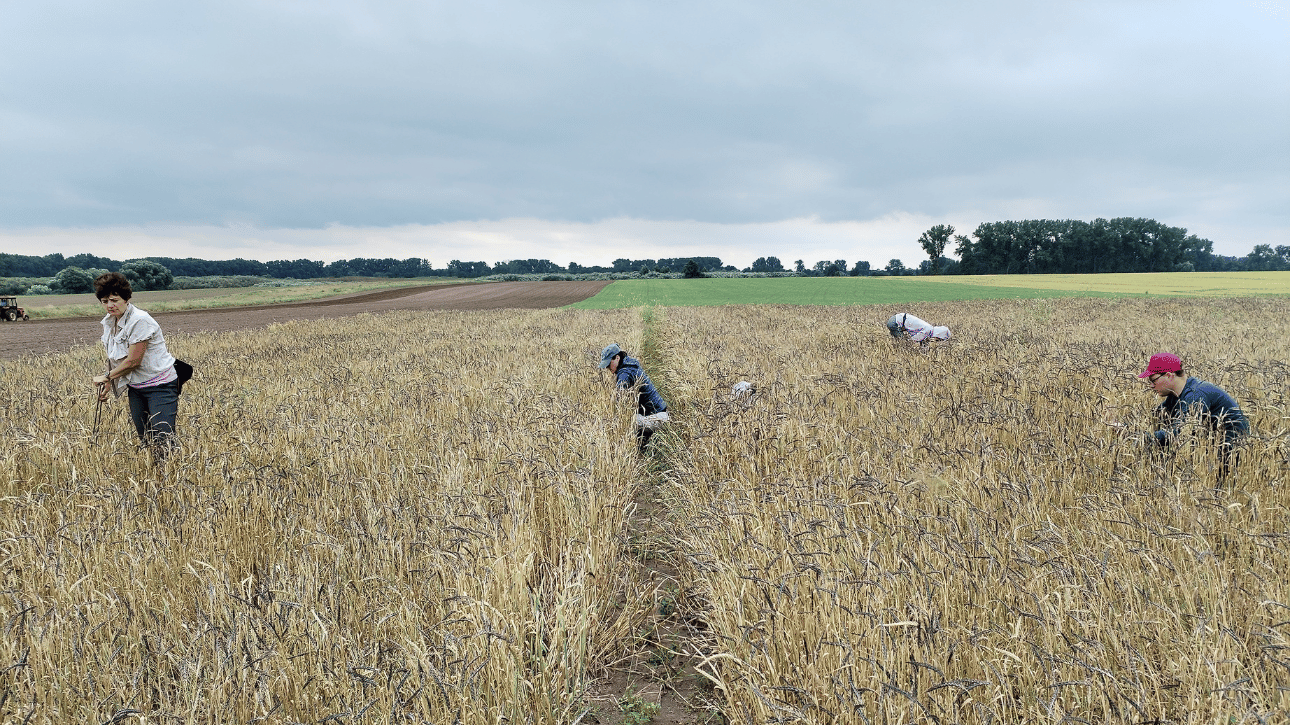 Pomiar liczby pędów generatywnych
